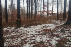 IMG_20250126_140944