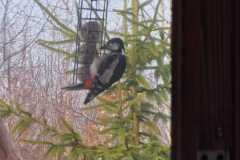 IMG-20260223-WA0036