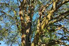 IMG-20260503-WA0010