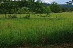 IMG_20240601_144301449