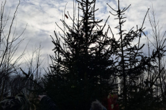 Zdobení stromečku 24. 12. 2024